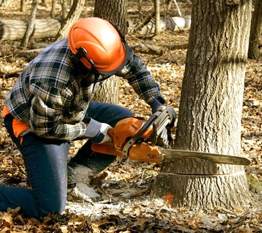 Tree Removal in Strawn, TX